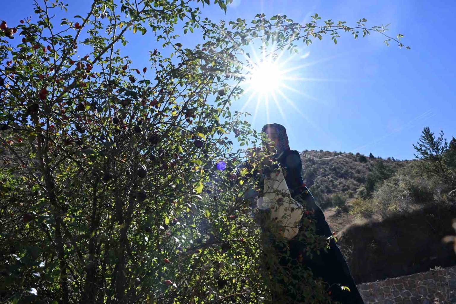 gumushanenin-dikenli-gulu-kusburnu-zahmetli-yolculukla-sofraya-geliyor