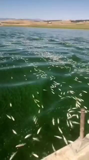 kahramanmarasta-balik-olumleri