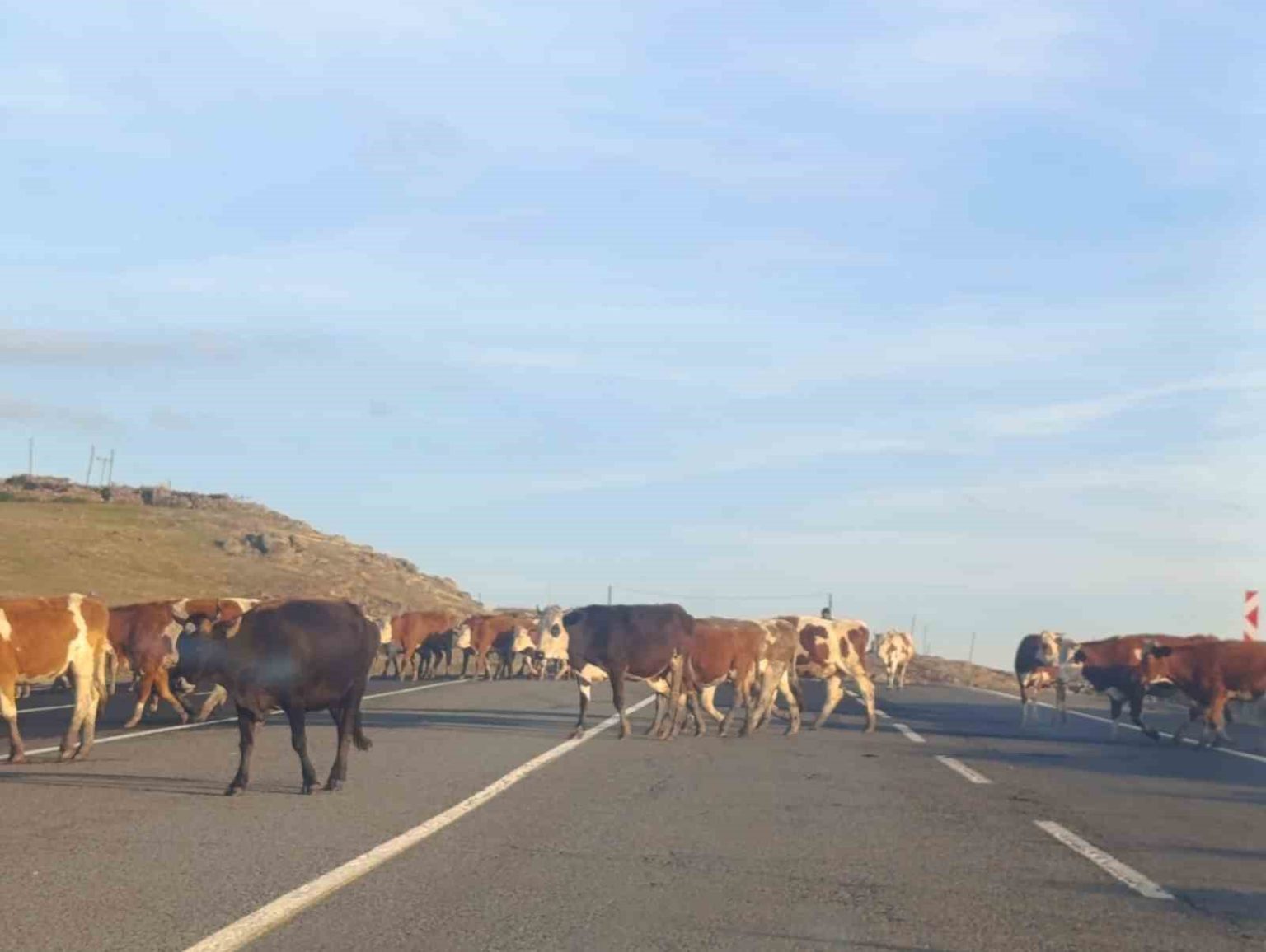 karsta-karayoluna-cikan-buyukbas-hayvanlar-trafigi-aksatti