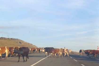 karsta-karayoluna-cikan-buyukbas-hayvanlar-trafigi-aksatti