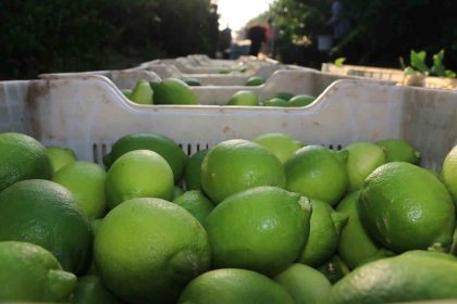 limon-hasadi-25-ve-27-eylul-tarihlerinde-basladi