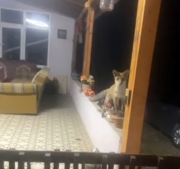 sarayda-tilki-ile-sohbet-gorenleri-guldurdu