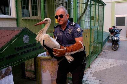 yol-kenarinda-bulunan-yarali-leylek-koruma-altina-alindi