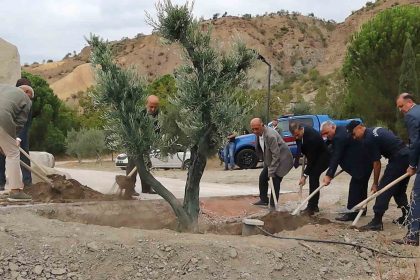 baltaci-mehmet-pasa-anisina-asirlik-zeytin-agaci-dikildi