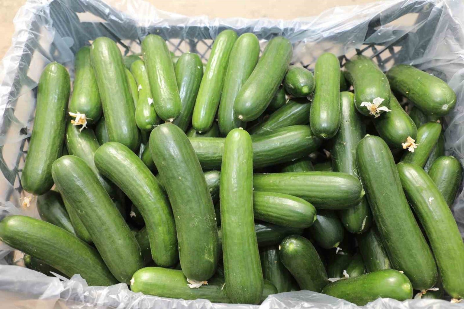 elazigda-17-bin-ton-salatalik-uretimiyle-ortu-alti-sezonu-basladi