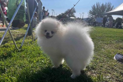 irk-standartlari-ve-guzelligi-yarismasina-katilan-53-farkli-irk-ile-150-kopek-yaristi