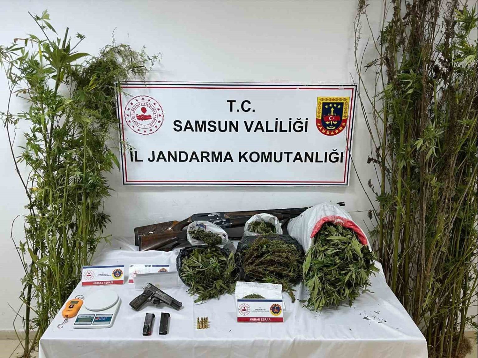 jandarmadan-uyusturucu-operasyonu-esrar-kenevir-ve-silah-ele-gecirildi