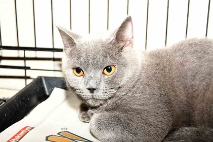 kemerde-27-kopek-ve-122-kedi-kisirlastirildi