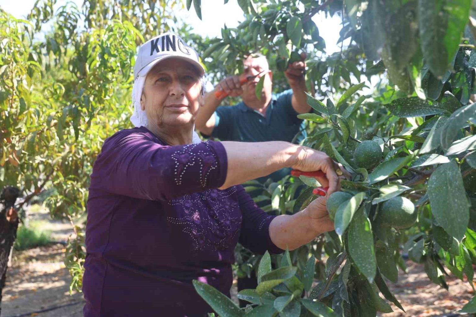 kurakligin-rekolteyi-etkiledigi-erkenci-mandalina-tarladan-30-tl-ile-40-tl-arasindan-alici-buluyor