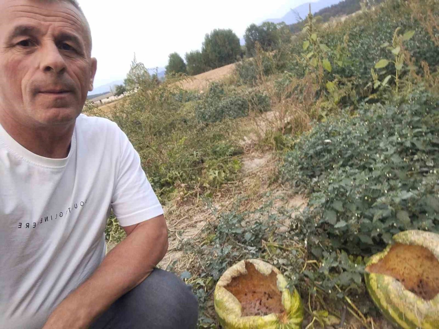 mudurnuda-kargalar-80-karpuzu-delik-desik-etti