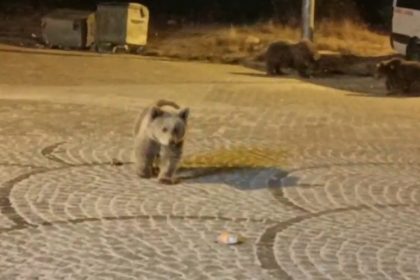 uludagda-gece-yarisi-ayi-surprizi