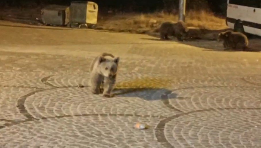uludagda-gece-yarisi-ayi-surprizi
