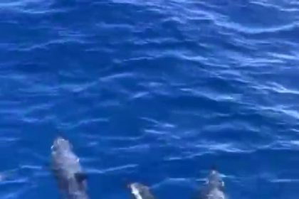 akdenizde-yunuslarin-gorsel-soleni