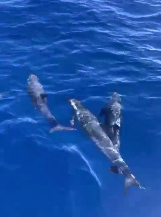 akdenizde-yunuslarin-gorsel-soleni