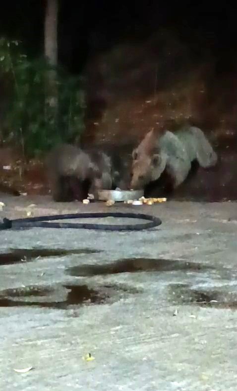 anne-ayi-yavrularini-da-alip-geldi-karnini-doyurdu