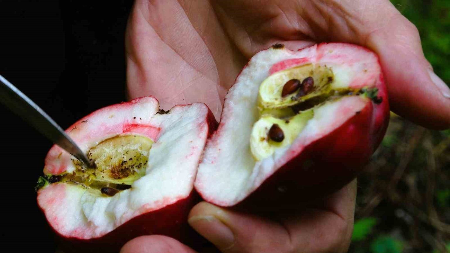 cografi-isaretli-ici-kirmizi-elmada-hasat-zamani