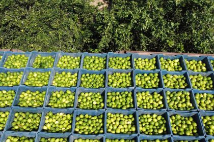 cukurovada-limon-hasadi-gecen-yil-1-tl-olan-limon-bahcede-20-tl