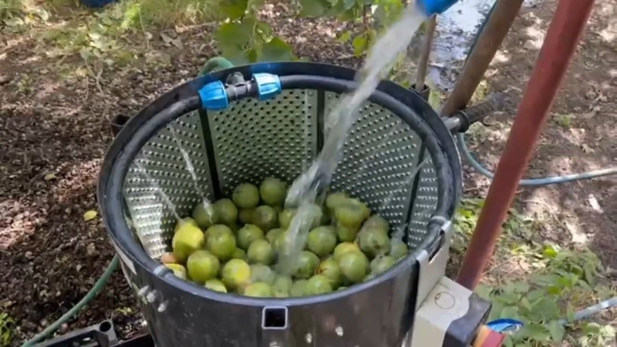 dunyaca-unlu-tescilli-adilcevaz-cevizi-hasadi-basladi