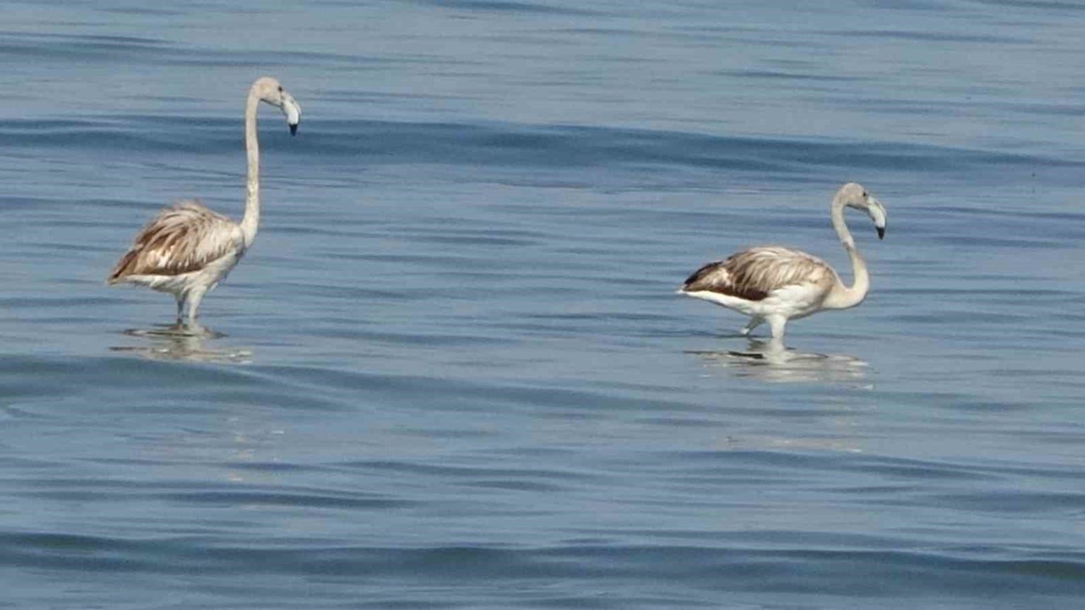 flamingolarin-yeni-duragi-iskele-sahili-oldu