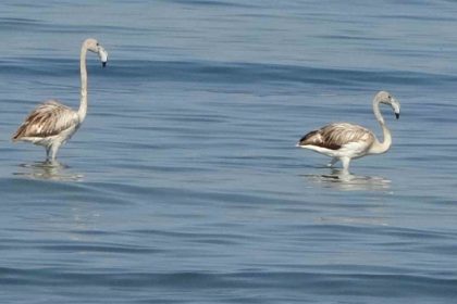 flamingolarin-yeni-duragi-iskele-sahili-oldu