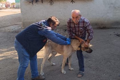 hayraboluda-kedi-ve-kopekler-kimliklendiriliyor