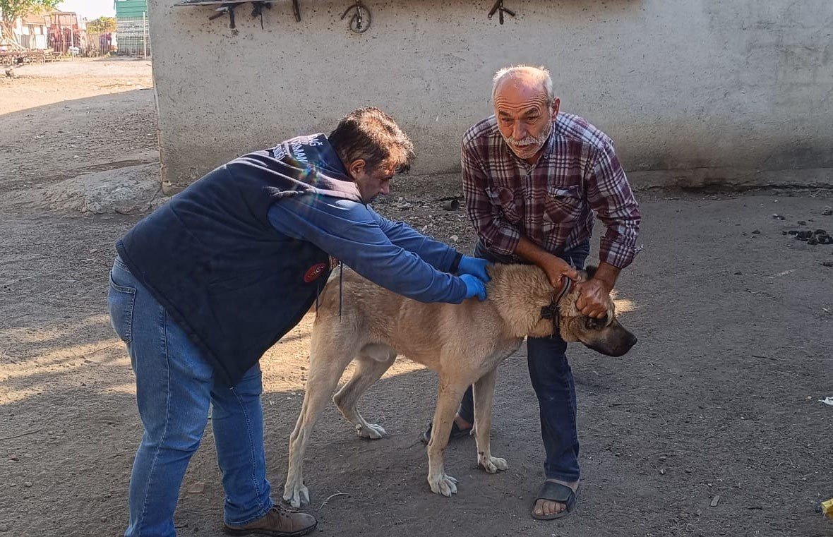 hayraboluda-kedi-ve-kopekler-kimliklendiriliyor