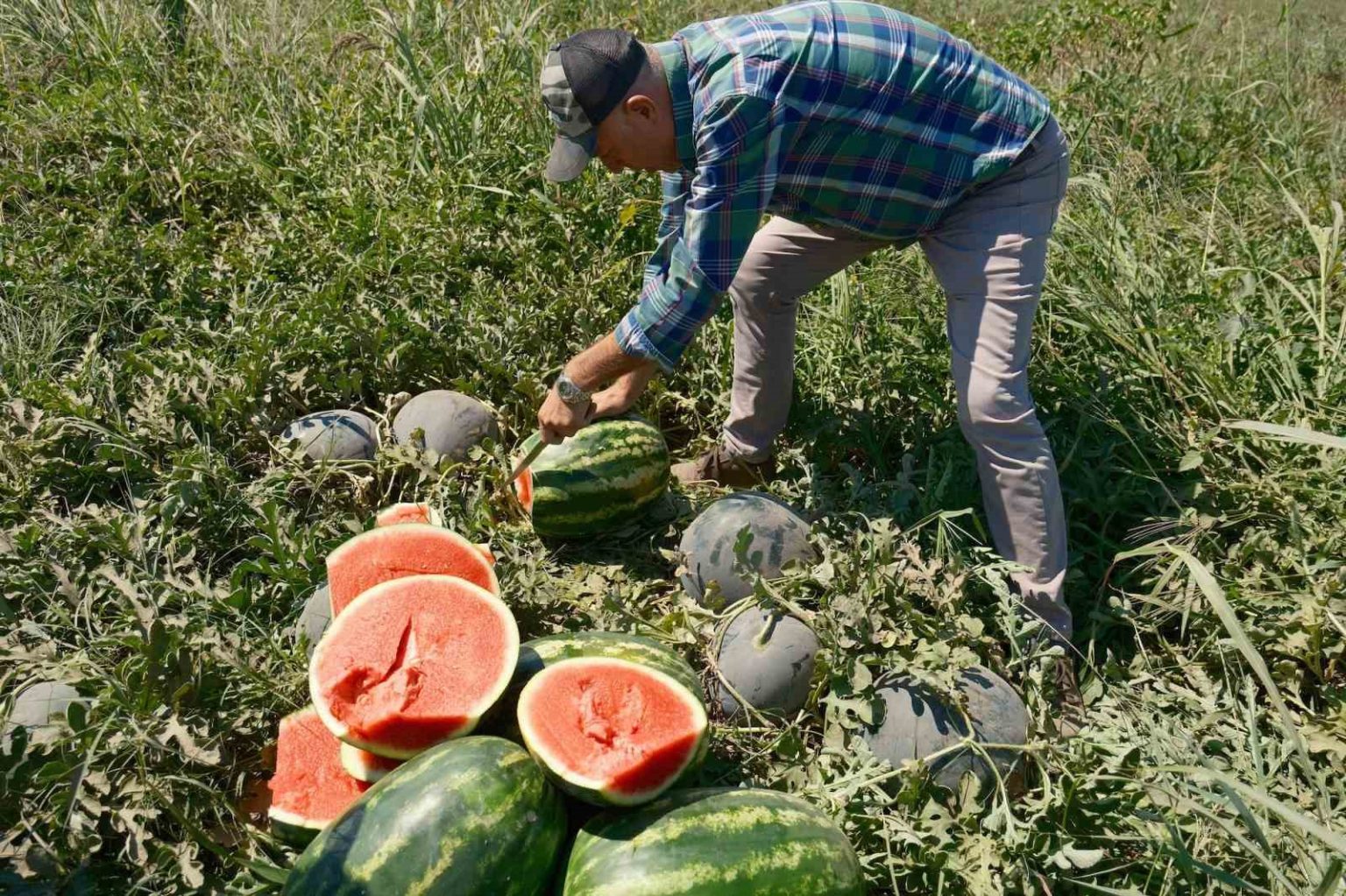 iphone-17-almak-icin-30-tir-karpuz-ya-da-2-tir-domates-satmak-gerekiyor