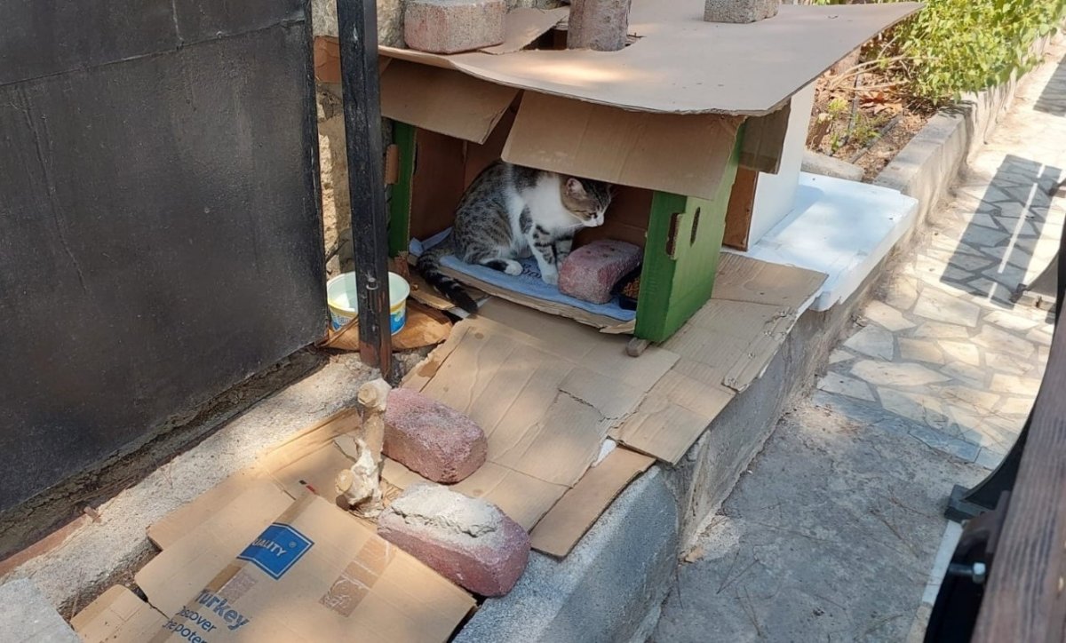 mahalleli-ve-cami-cemaatinin-baktigi-kedilerin-evlerini-cope-attilar