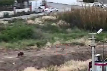 mersinde-domuz-surusu-kopegi-kovaladi-o-anlar-kamerada