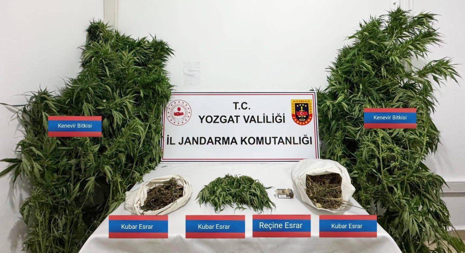sarikayada-25-kok-kenevir-ele-gecirildi