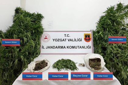 sarikayada-25-kok-kenevir-ele-gecirildi