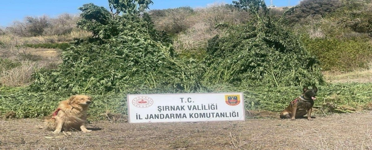 sirnakta-11-milyon-liralik-kacakcilik-olayi-onlendi