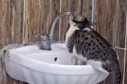 acil-serviste-lavaboya-cikan-kedi-muslugu-acip-su-icti