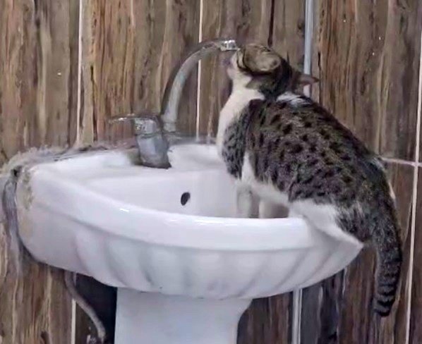 acil-serviste-lavaboya-cikan-kedi-muslugu-acip-su-icti