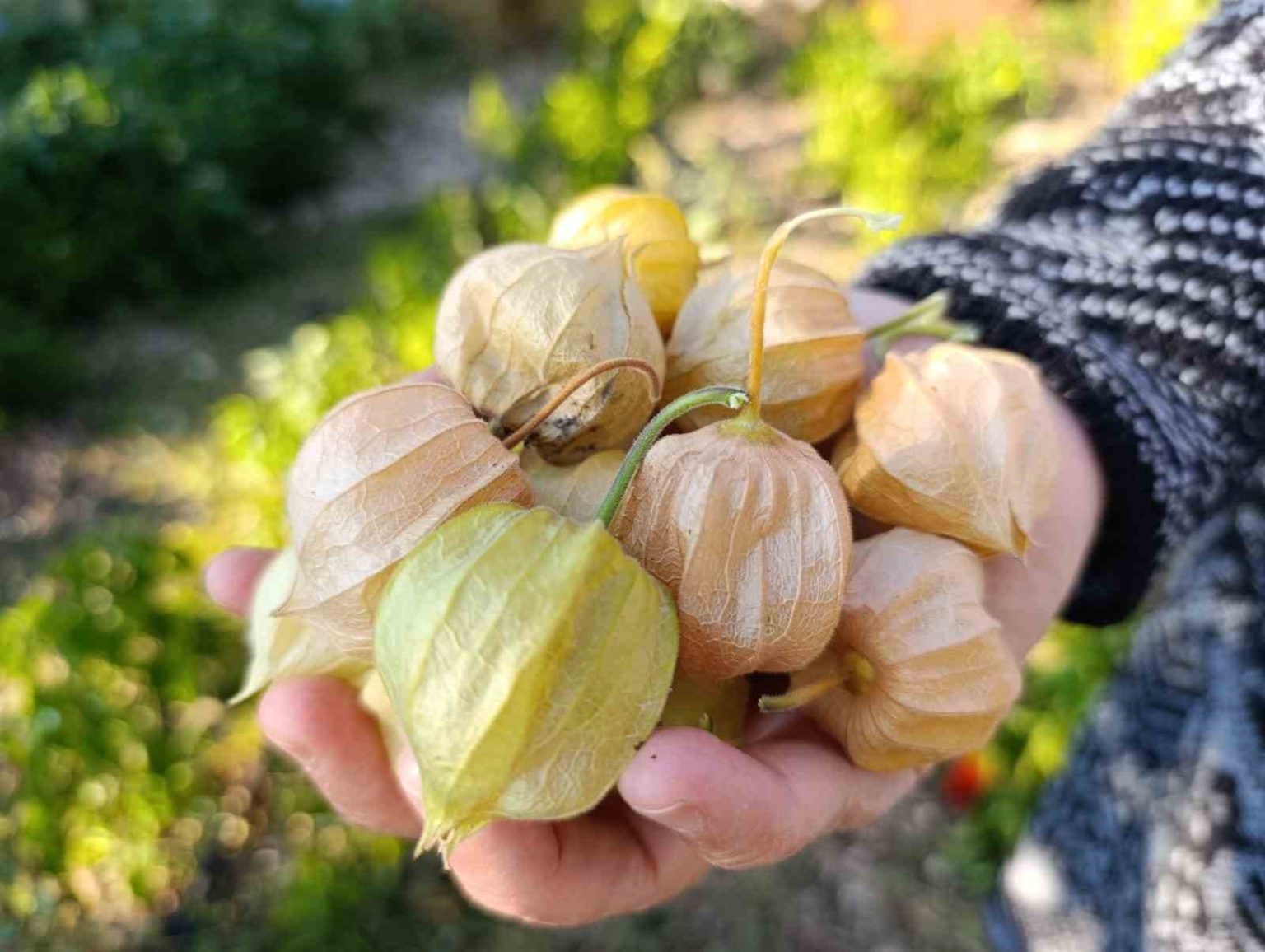 altin-cilek-bereketi-pazar-tezgahina-yansidi