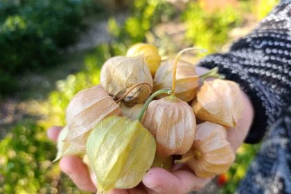 altin-cilek-bereketi-pazar-tezgahina-yansidi