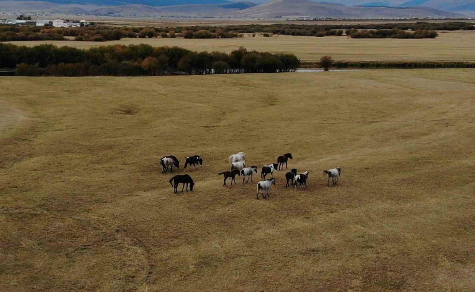 ardahanin-vahsi-guzelligi-yilki-atlari-dron-ile-goruntulendi