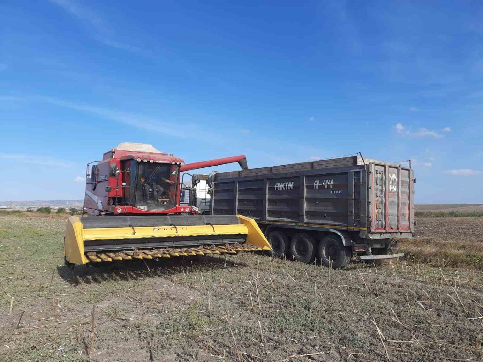 bandirma-merinosta-aycicegi-hasadi-tamamlandi