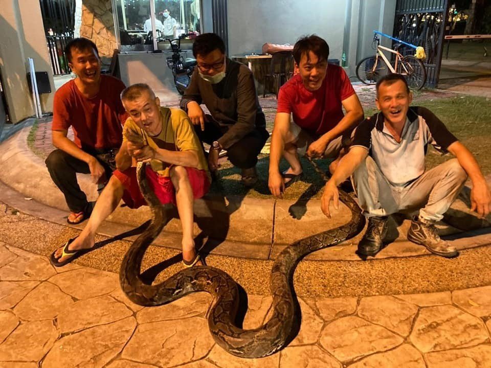 bangkokta-yilda-30-binden-fazla-yilan-yakalaniyor