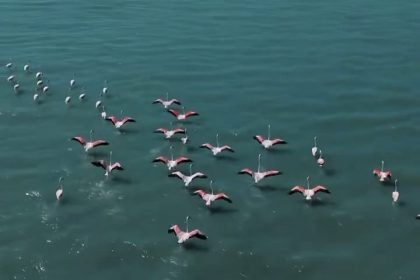 ercek-golunde-jandarmadan-flamingo-nobeti