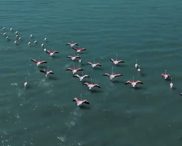 ercek-golunde-jandarmadan-flamingo-nobeti