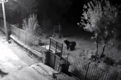 erzincanda-yerlesim-alanlarina-inen-ayilar-vatandaslari-tedirgin-ediyor