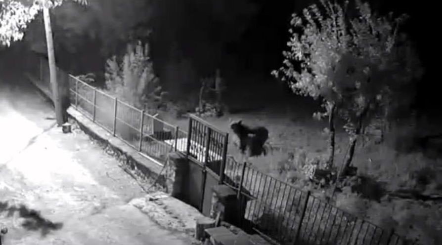 erzincanda-yerlesim-alanlarina-inen-ayilar-vatandaslari-tedirgin-ediyor