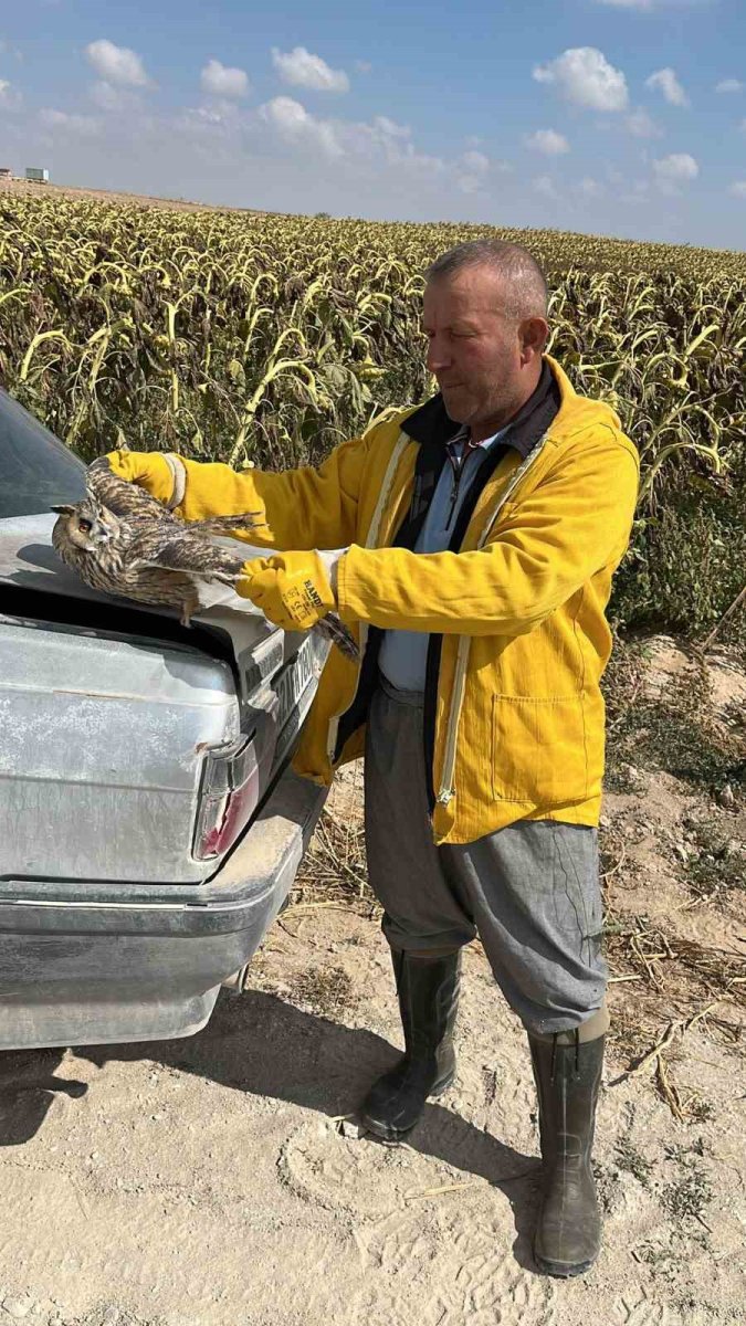 karapinarda-tarlada-bulunan-yarali-kulakli-baykus-kurtarildi