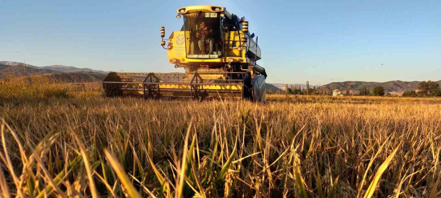 osmancikin-beyaz-altininda-hasat-basladi-20-bin-dekar-alanda-uretim-yapiliyor