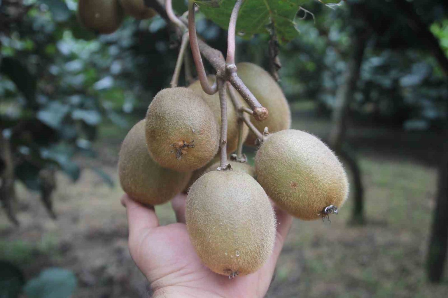 tescilli-ordu-kivisinde-rekolte-yariya-dustu