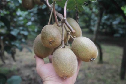 tescilli-ordu-kivisinde-rekolte-yariya-dustu