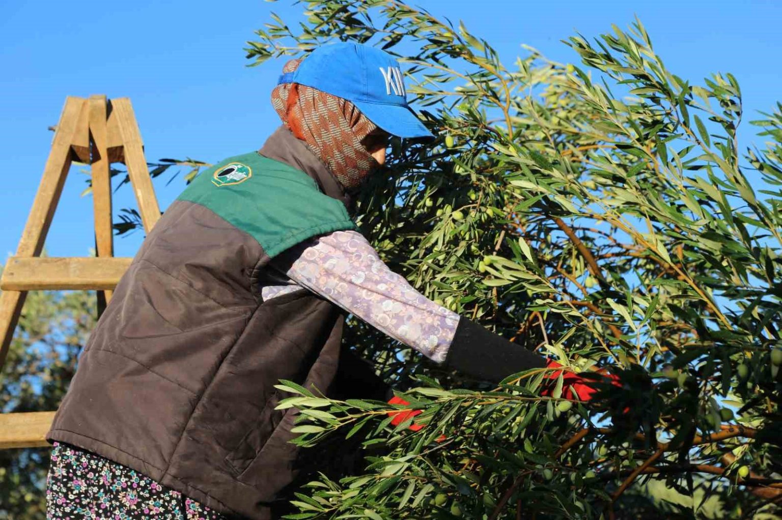zeytin-hasadi-dua-ve-hayir-yemekleriyle-basladi
