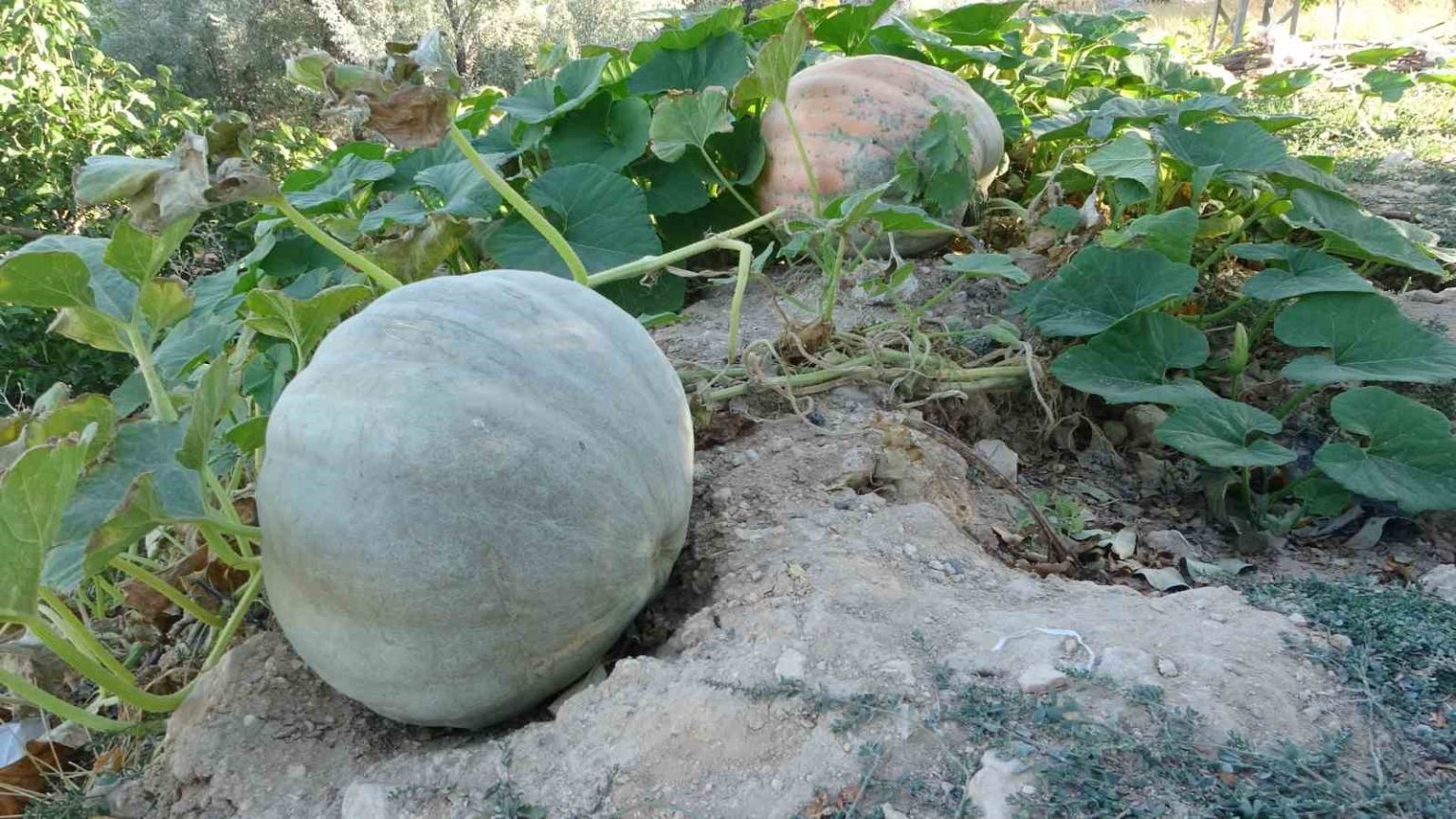 zirai-donun-vurdugu-malatyada-bal-kabaginda-yuksek-verim