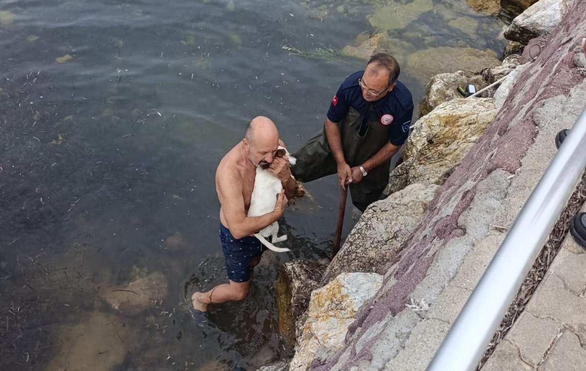 deniz-kenarinda-sikisan-kopek-icin-kurtarma-operasyonu